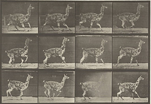 Guanaco Galloping (1887) постер